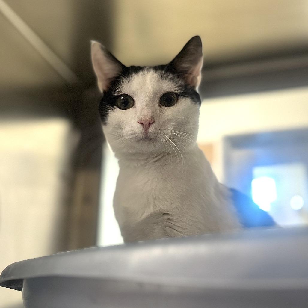 Spaghetti, a Adoptable Domestic Short Hair in Eastford, CT image 1/4