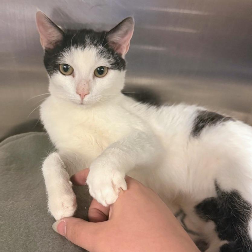 Spaghetti, a Adoptable Domestic Short Hair in Eastford, CT image 2/4