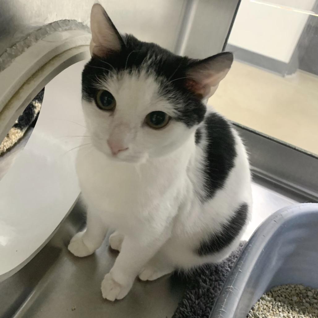 Spaghetti, a Adoptable Domestic Short Hair in Eastford, CT image 3/4