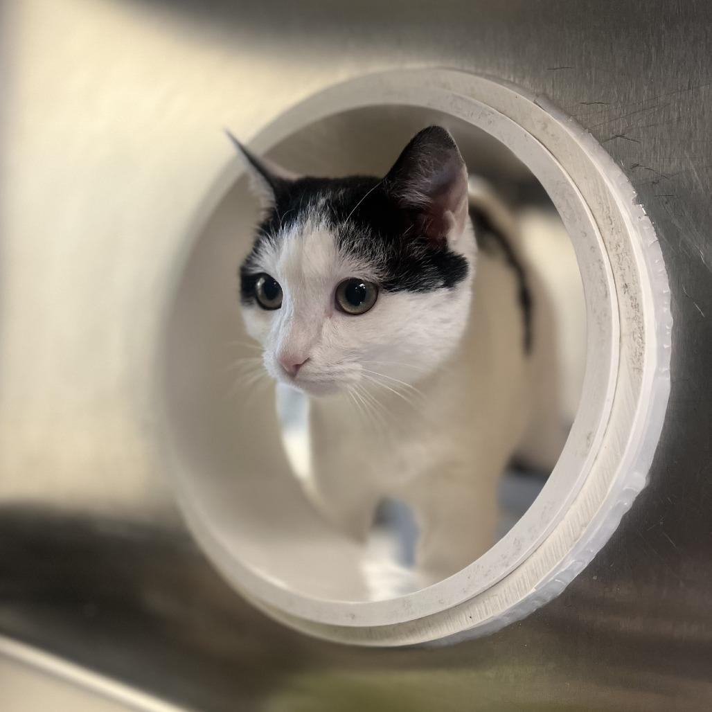 Spaghetti, a Adoptable Domestic Short Hair in Eastford, CT image 4/4