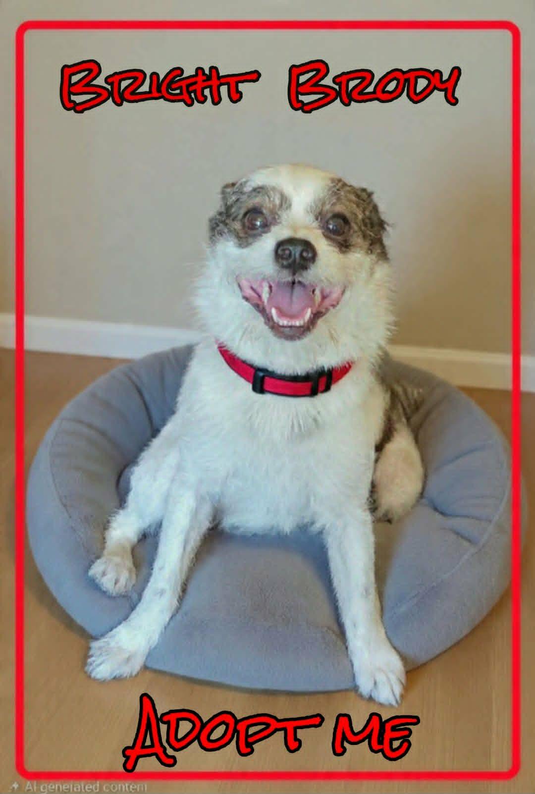 Brody, ADOPTABLE, Adult Male Jack Russell Terrier & Parson Russell Terrier.