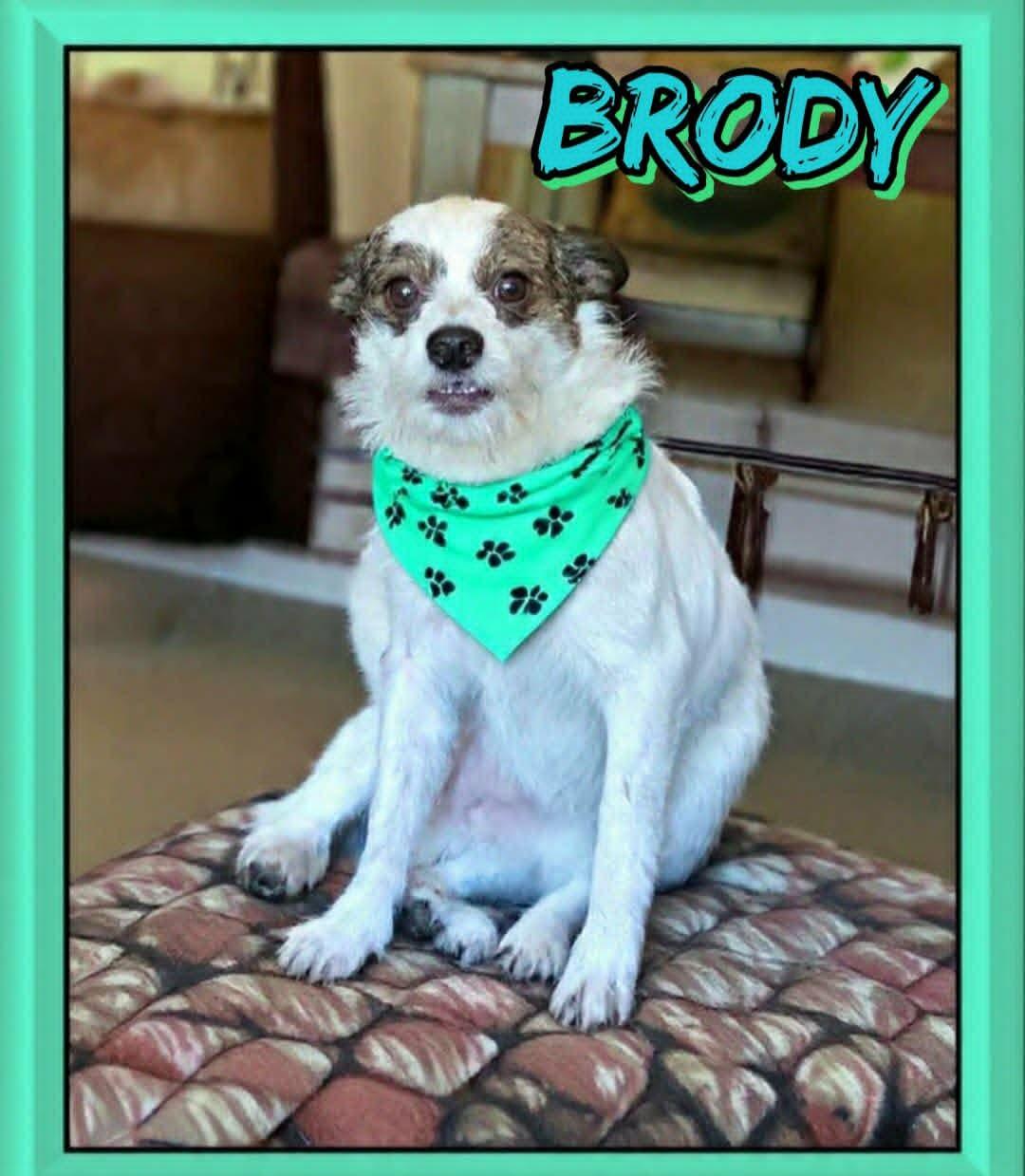 Brody, a ADOPTABLE mixed breed in Grove, OK image 2/4