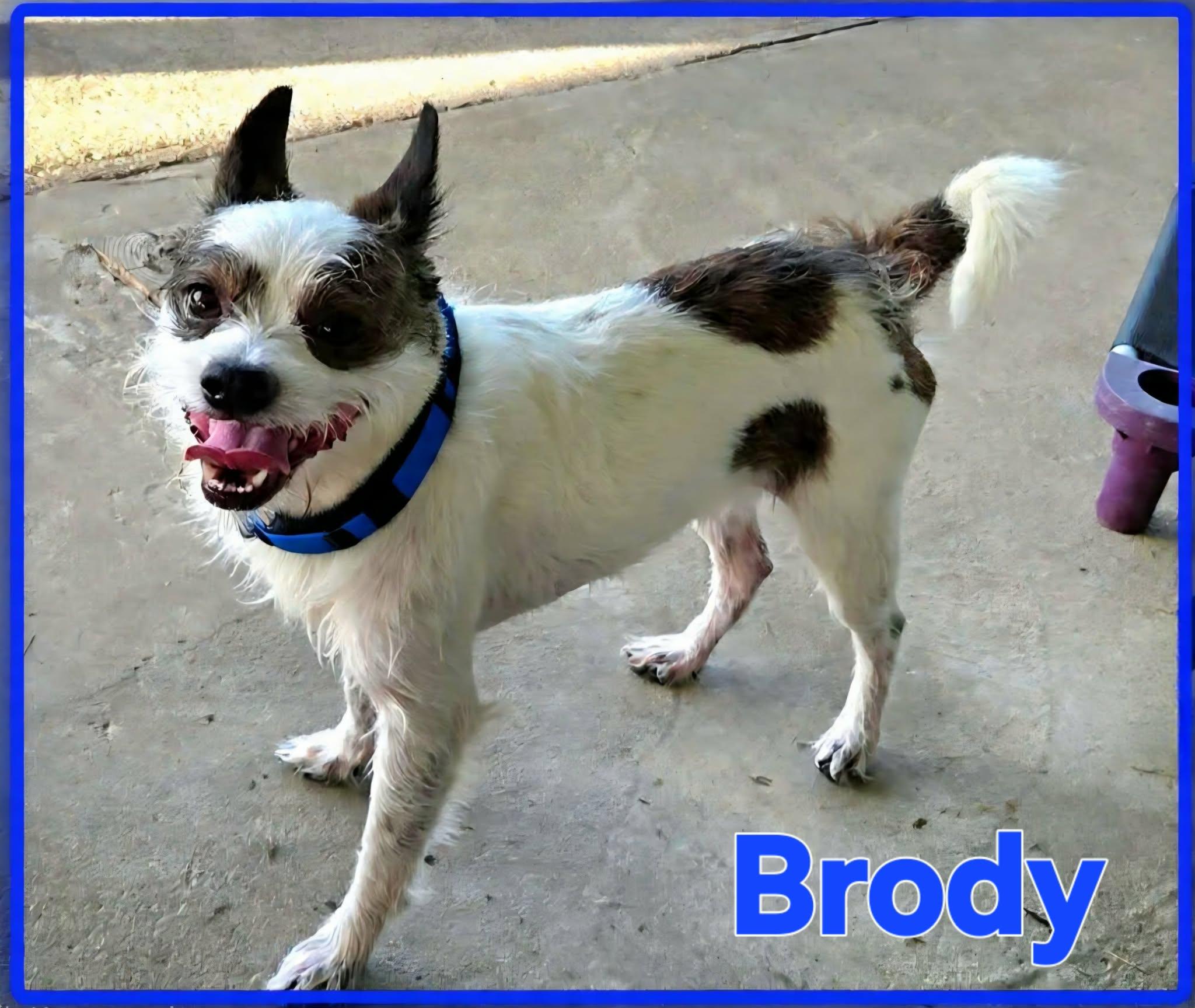 Brody, a ADOPTABLE mixed breed in Grove, OK image 3/4