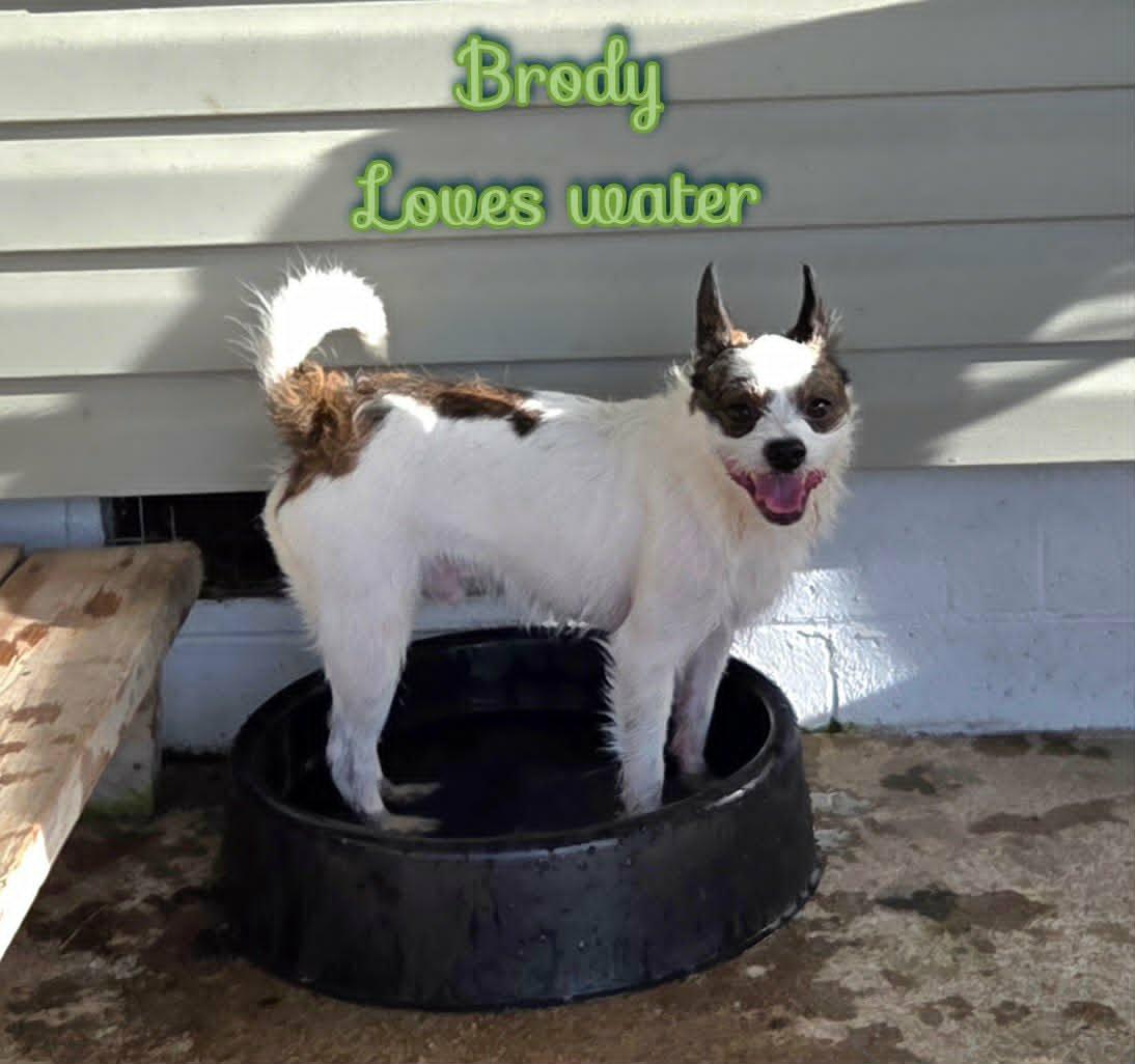 Brody, a ADOPTABLE mixed breed in Grove, OK image 4/4