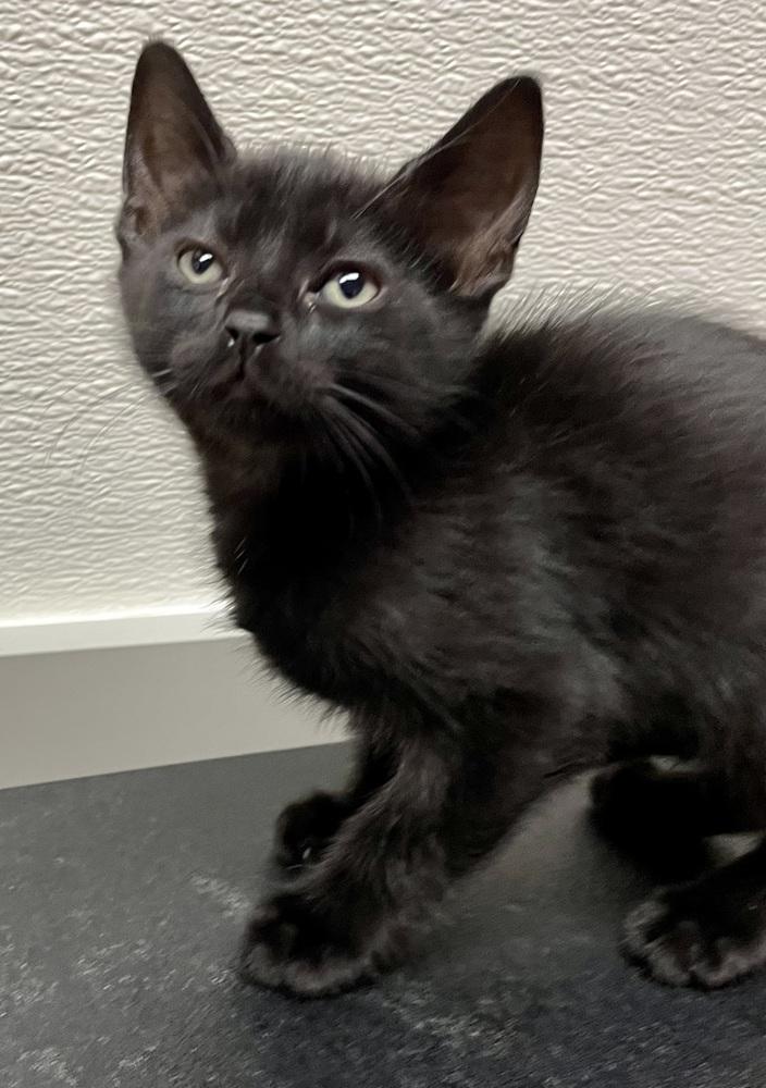 Enlarge Ebony (goes with Star), a Adopted Domestic Short Hair in Cary, NC image 1/3