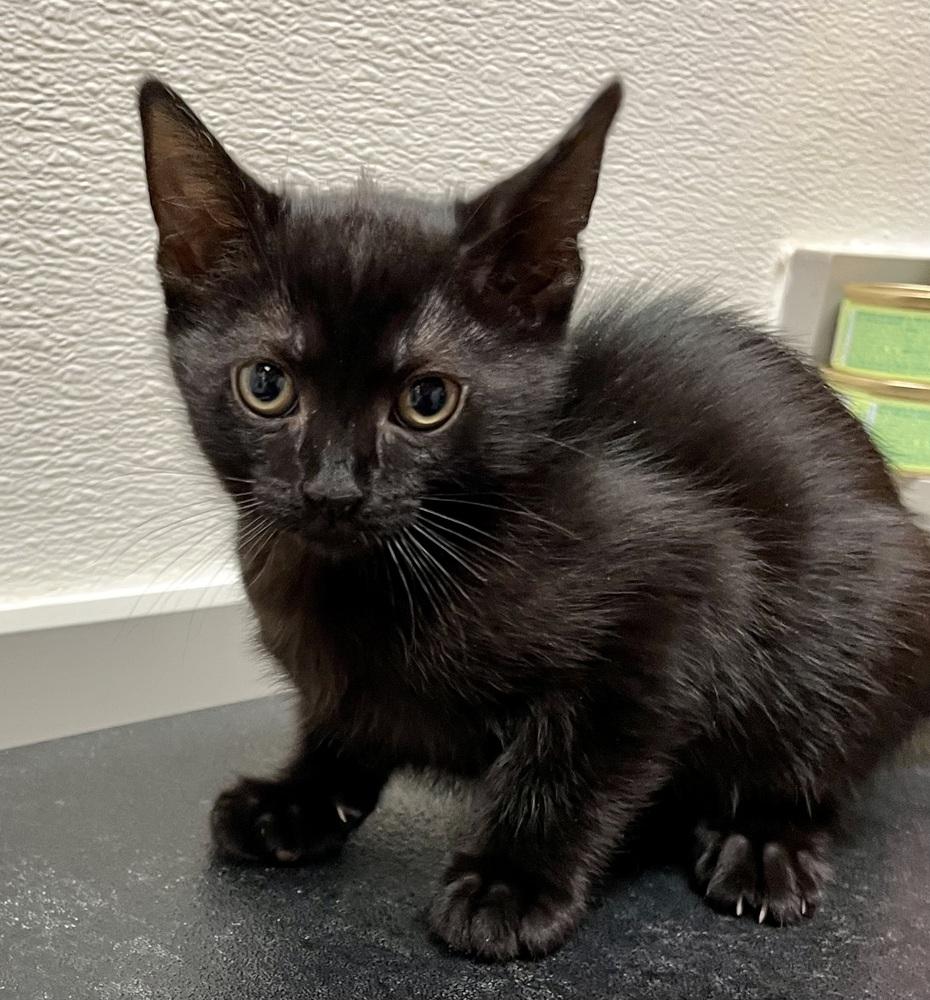 Enlarge Ebony (goes with Star), a Adopted Domestic Short Hair in Cary, NC image 2/3