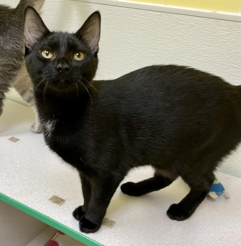 Enlarge Ebony (goes with Star), a Adopted Domestic Short Hair in Cary, NC image 3/3