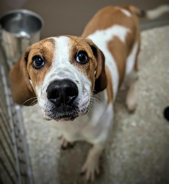 TUCKER, Adoptable, Young Male Treeing Walker Coonhound.