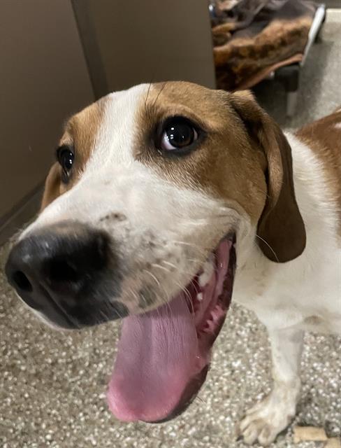 TUCKER, Adoptable, Young Male Treeing Walker Coonhound.