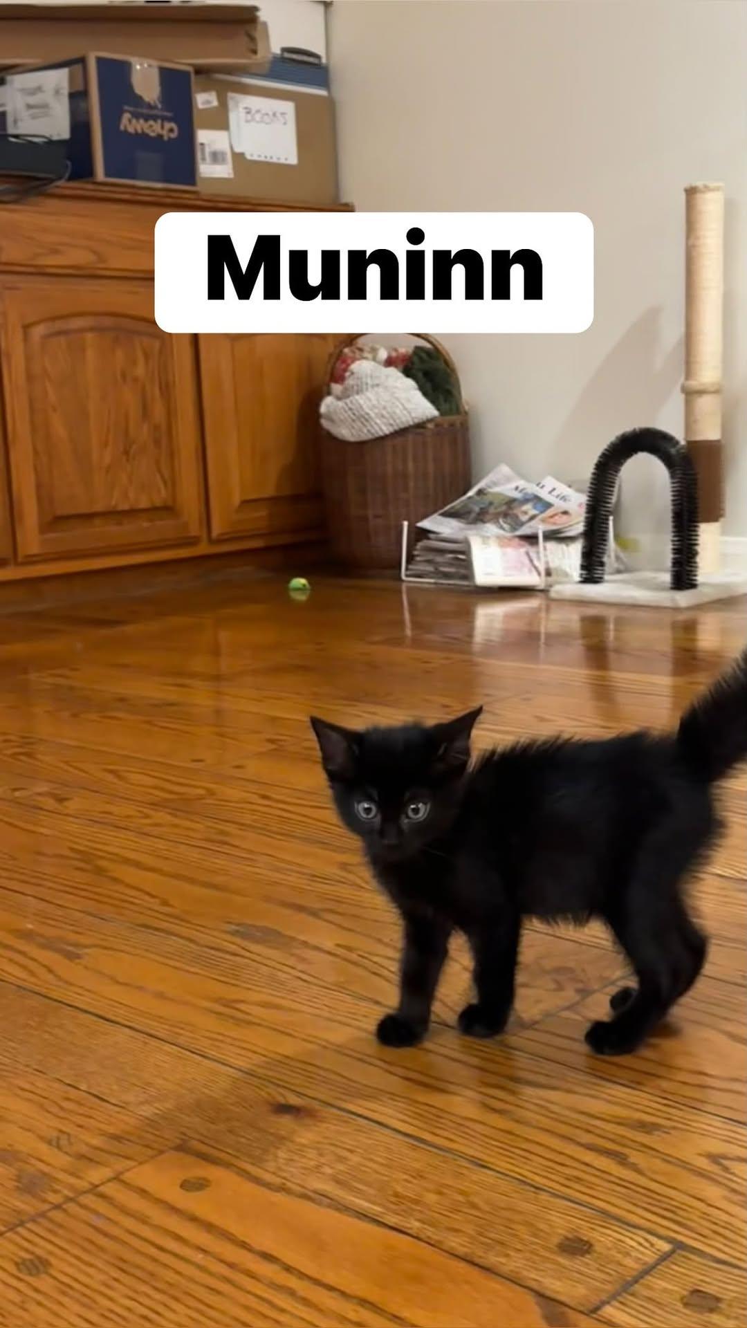 Enlarge Muninn, an adopted mixed breed in Malibu, CA image 1/1
