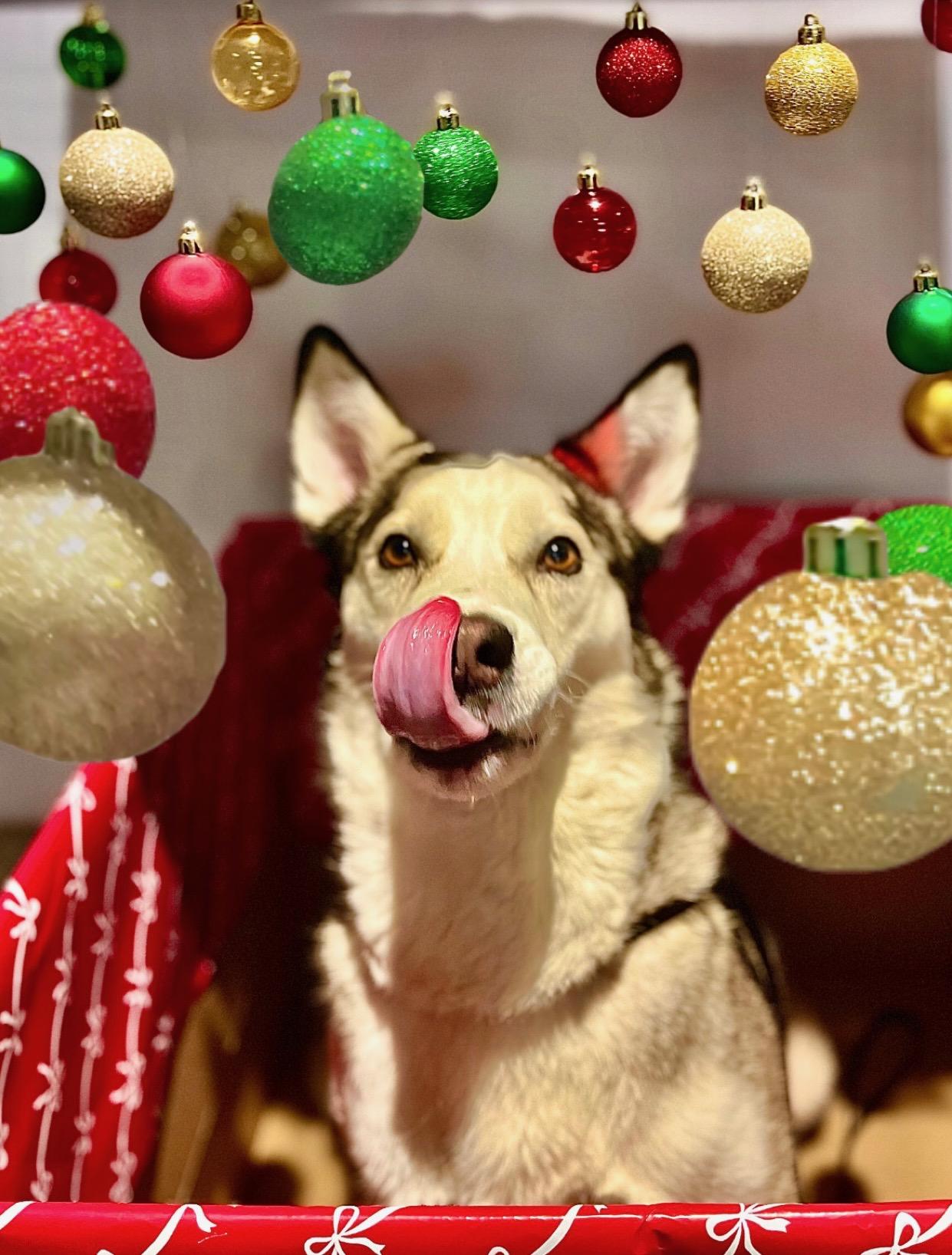 Enlarge Loki, a Adoptable Husky in Blackwood, NJ image 3/4