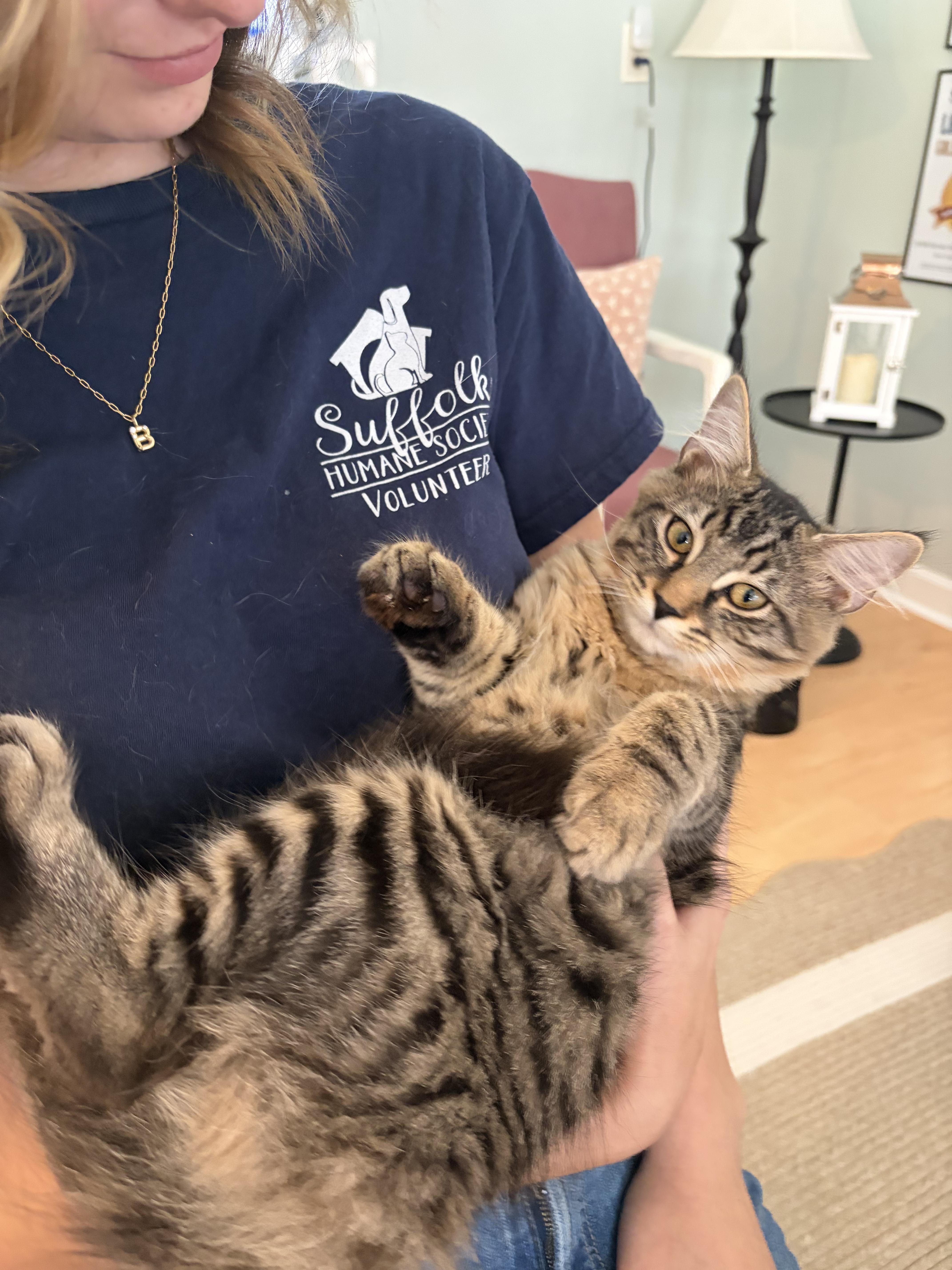JT (and Beau/bonded brothers), a ADOPTABLE Tabby in Suffolk, VA image 2/2