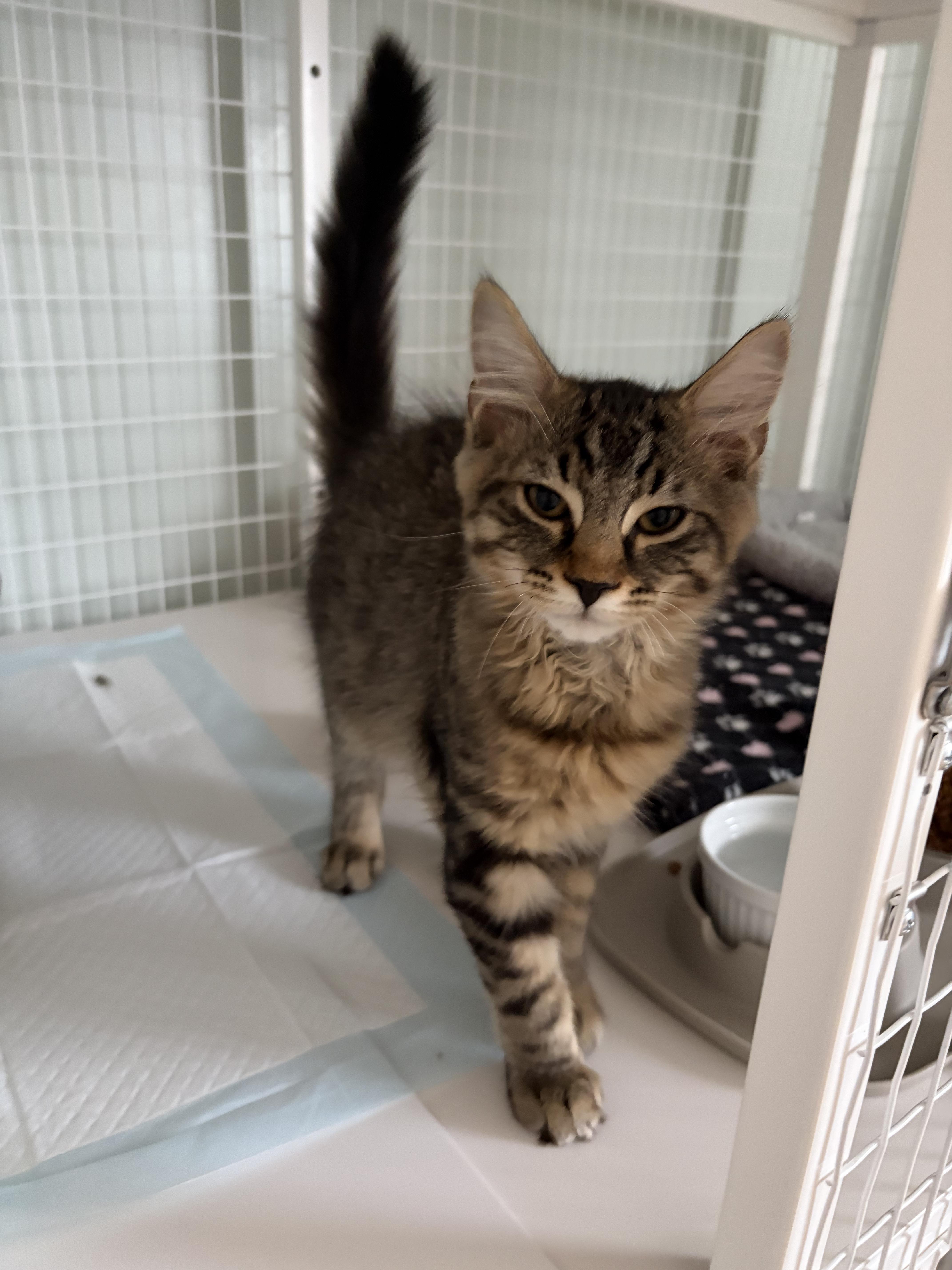 JT, ADOPTABLE, Kitten Male Tabby.
