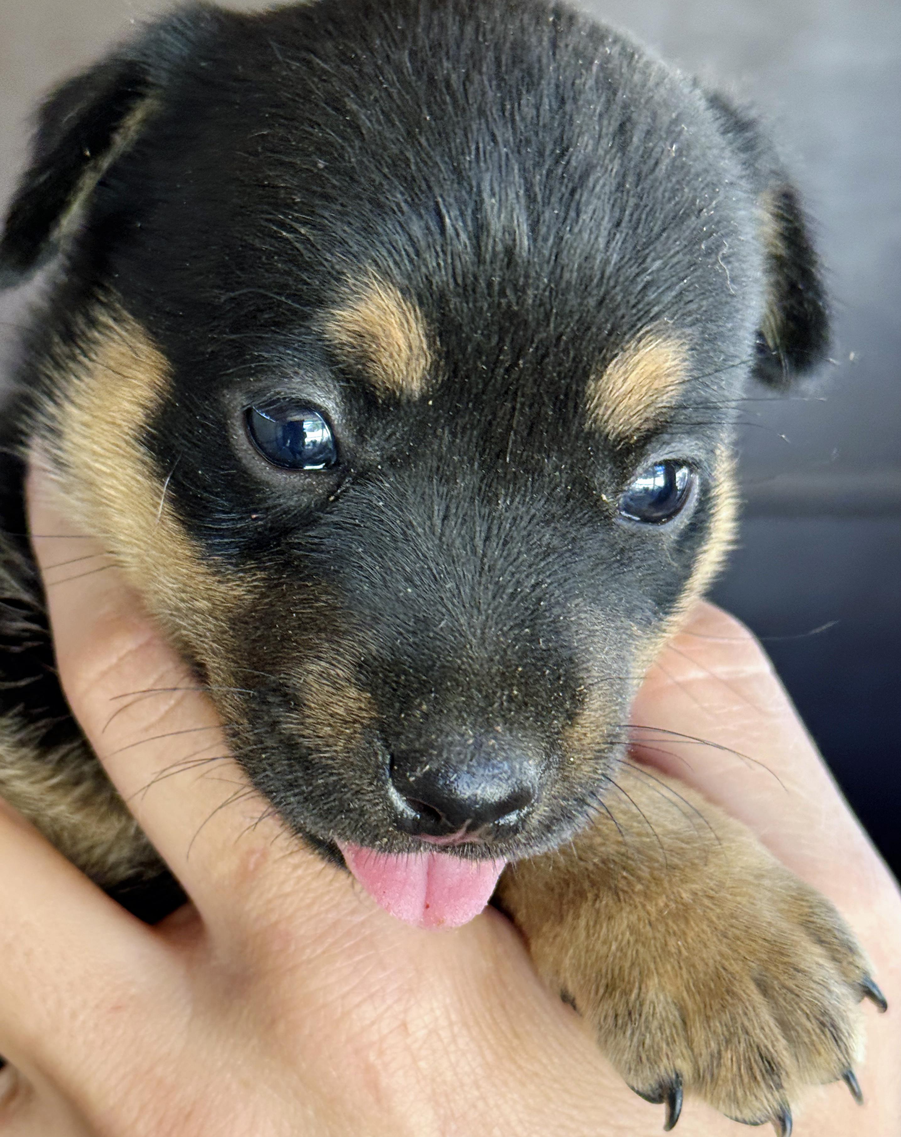 Enlarge Hazel's Puppers, a Adoptable mixed breed in Poway, CA image 6/6