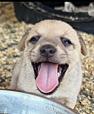 Enlarge Hazel's Puppers, a Adoptable mixed breed in Poway, CA image 4/6