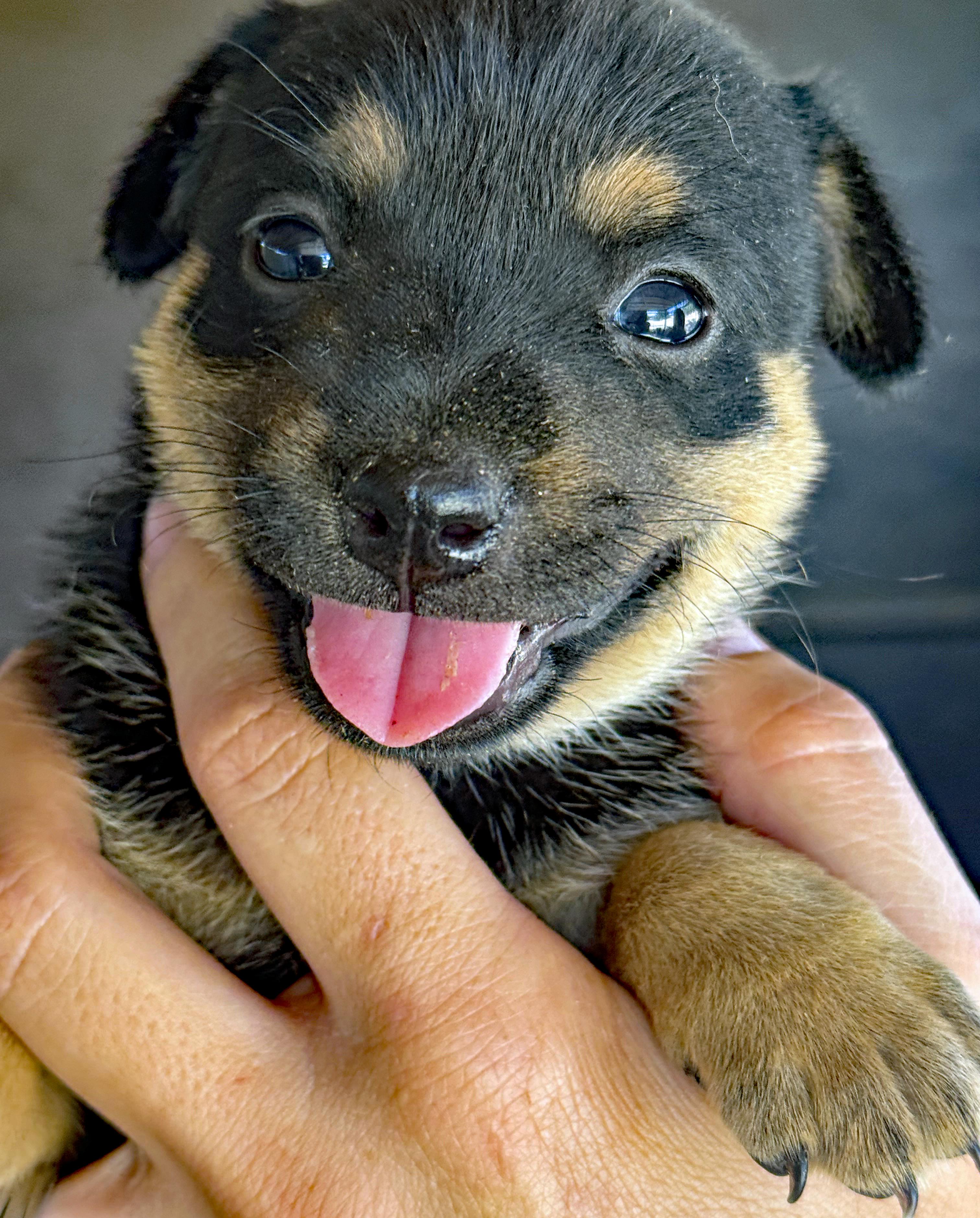 Enlarge Hazel's Puppers, a Adoptable mixed breed in Poway, CA image 1/6