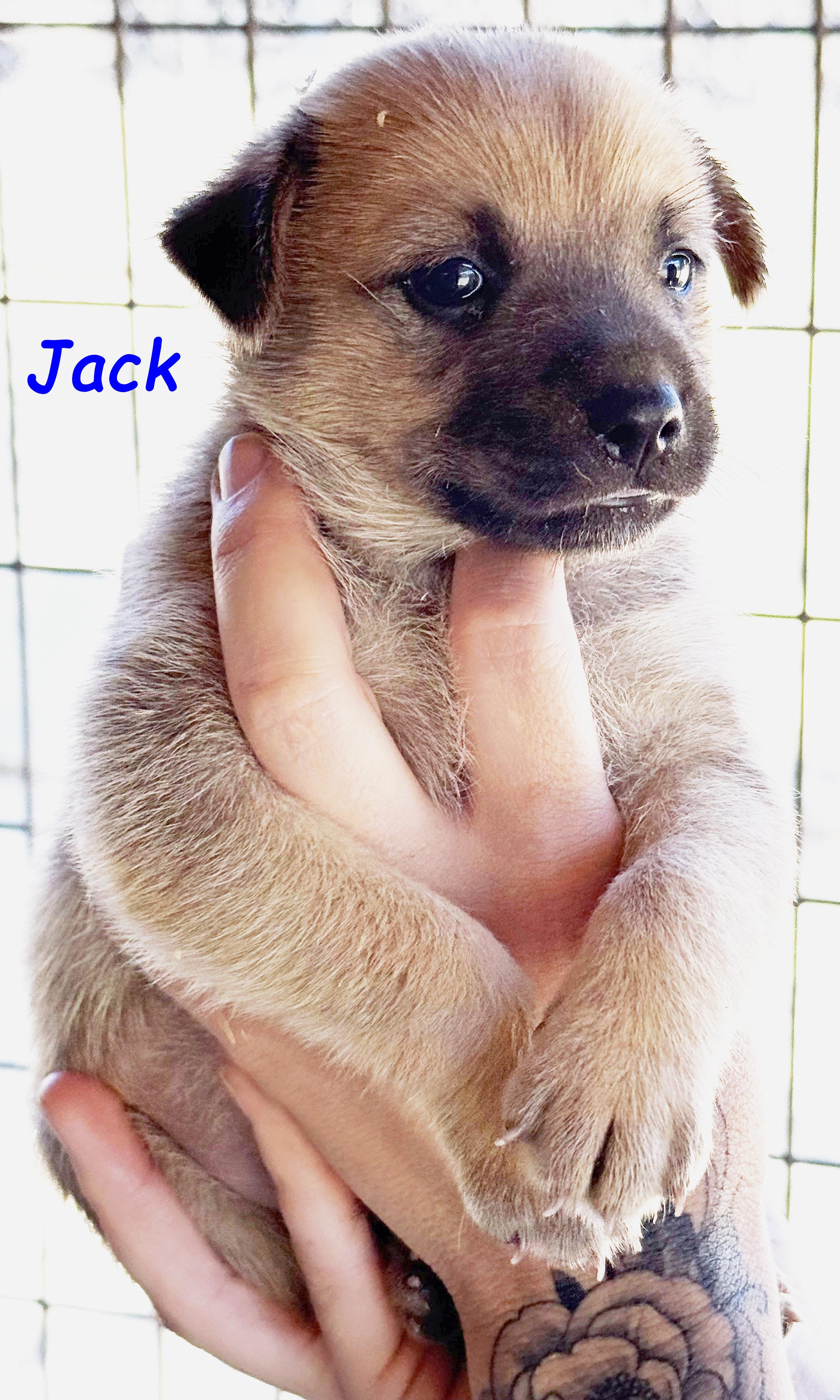 Enlarge Hazel's Puppers, a Adoptable mixed breed in Poway, CA image 3/6