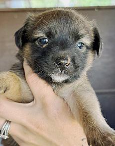 Enlarge Hazel's Puppers, a Adoptable mixed breed in Poway, CA image 2/6