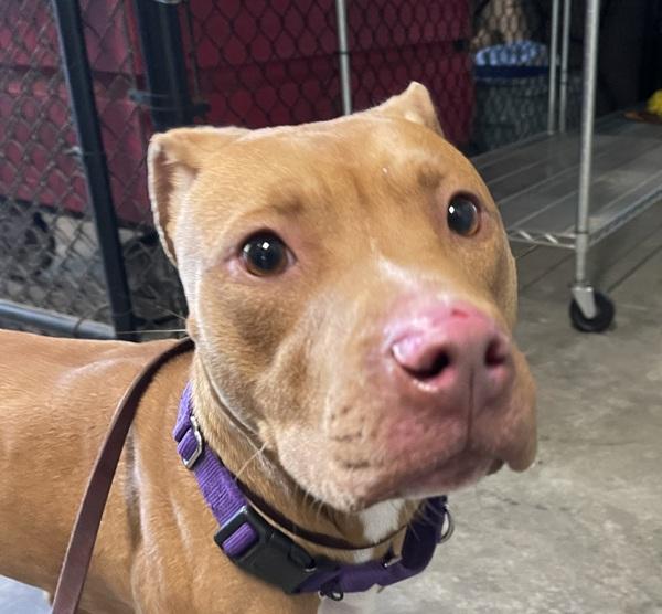 Enlarge Jazz, a Adoptable mixed breed in El Cajon, CA image 1/1