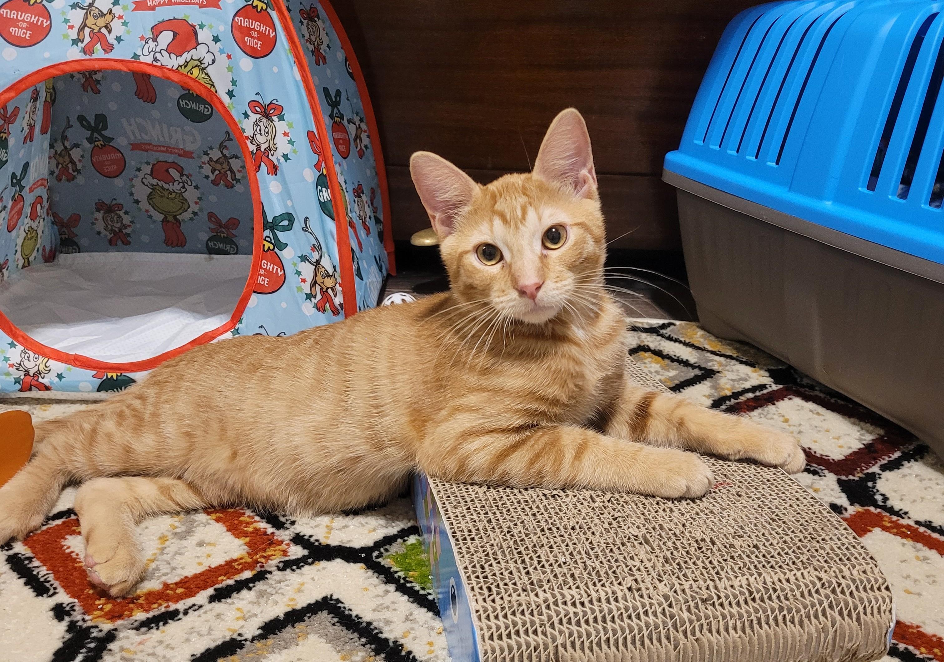 Carson, adopted, Kitten Male Tabby.