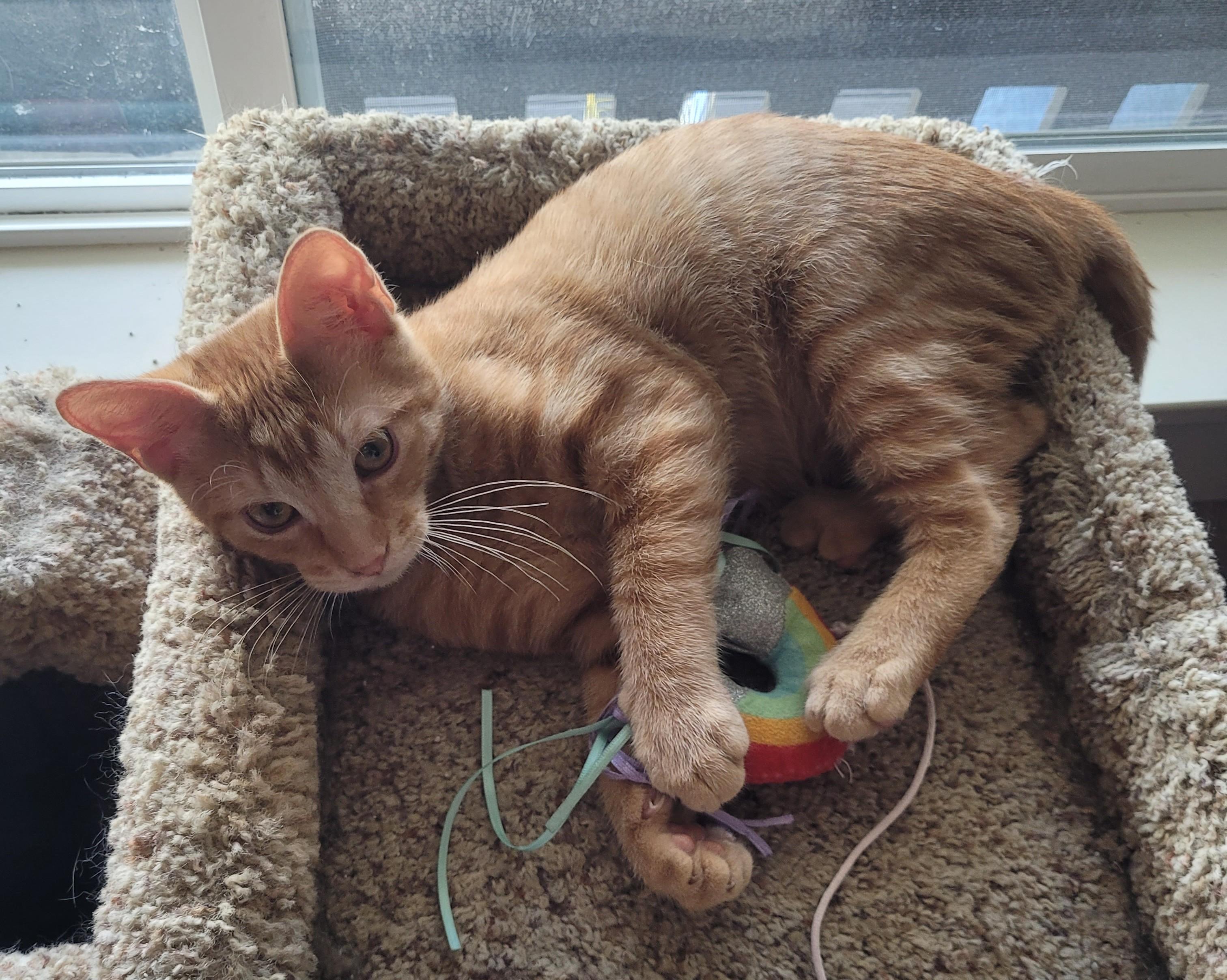 Enlarge Carson, an adopted Tabby in Millville, UT image 2/5