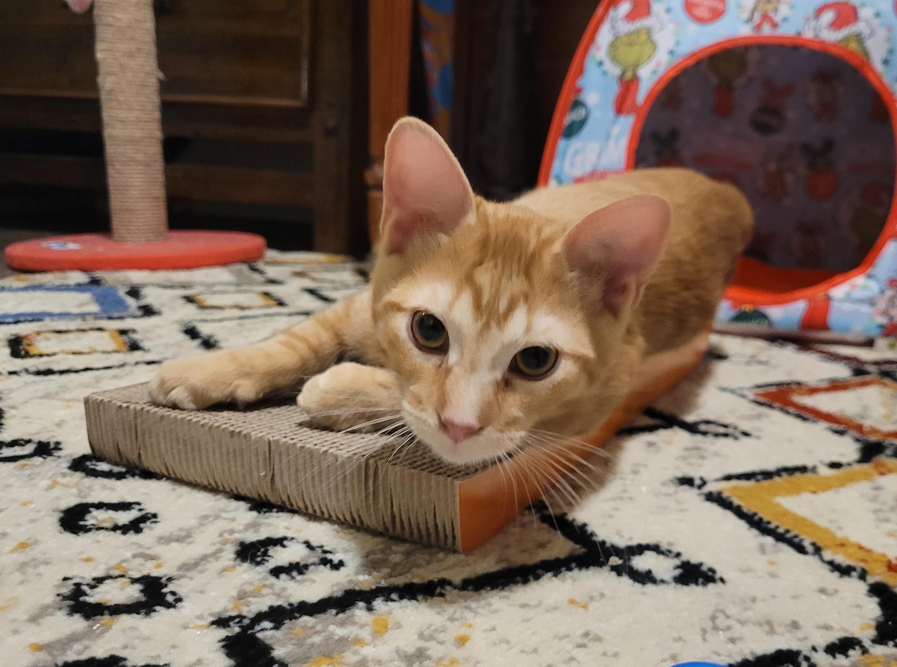 Enlarge Carson, an adopted Tabby in Millville, UT image 3/5