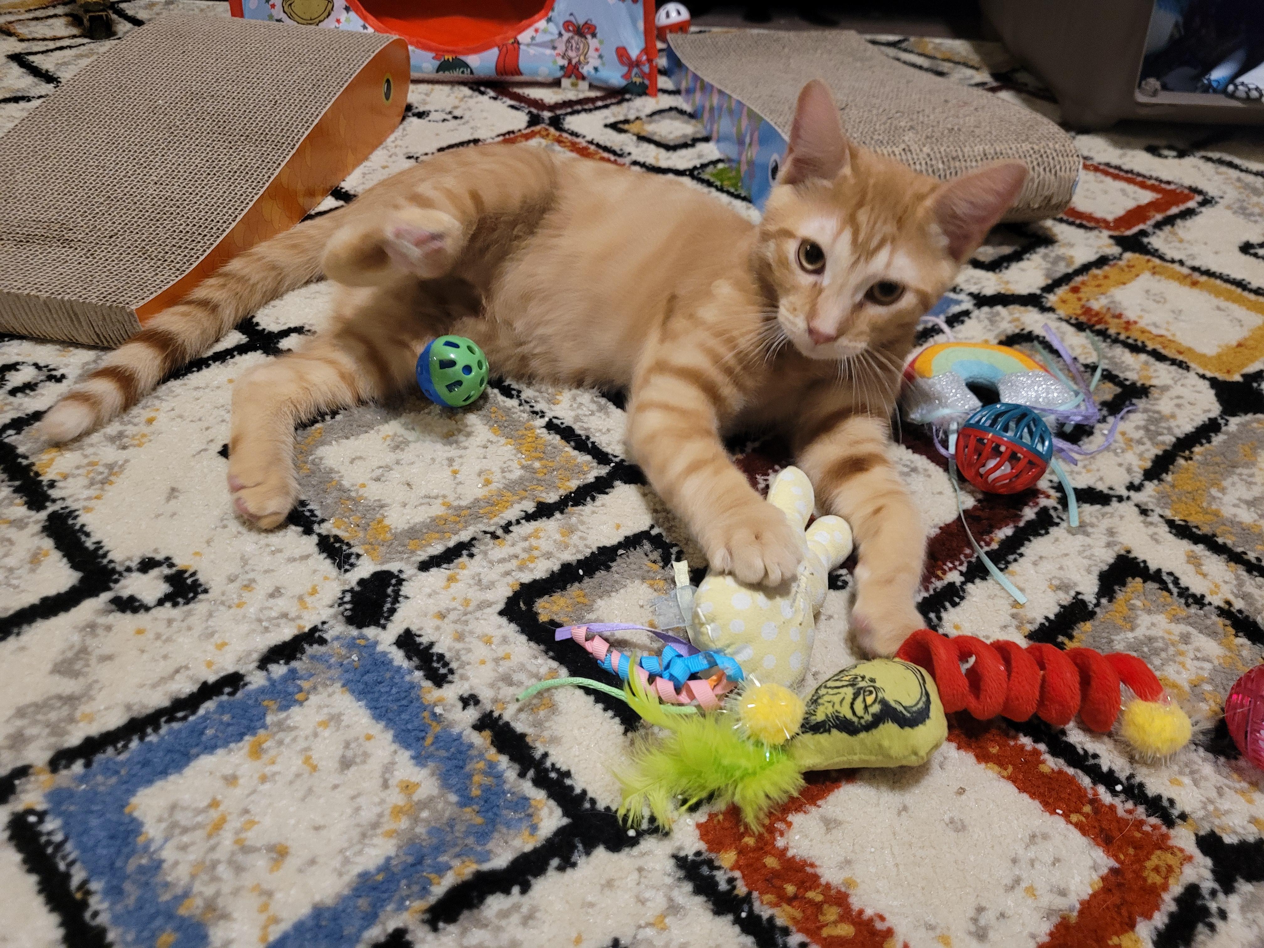 Enlarge Carson, an adopted Tabby in Millville, UT image 4/5