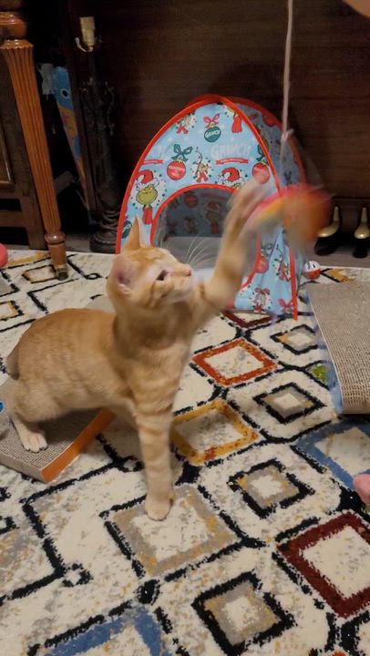 Enlarge Carson, an adopted Tabby in Millville, UT video 5/5