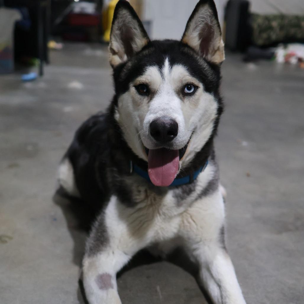 Fizzy, a Adoptable Alaskan Malamute in Othello, WA image 2/6