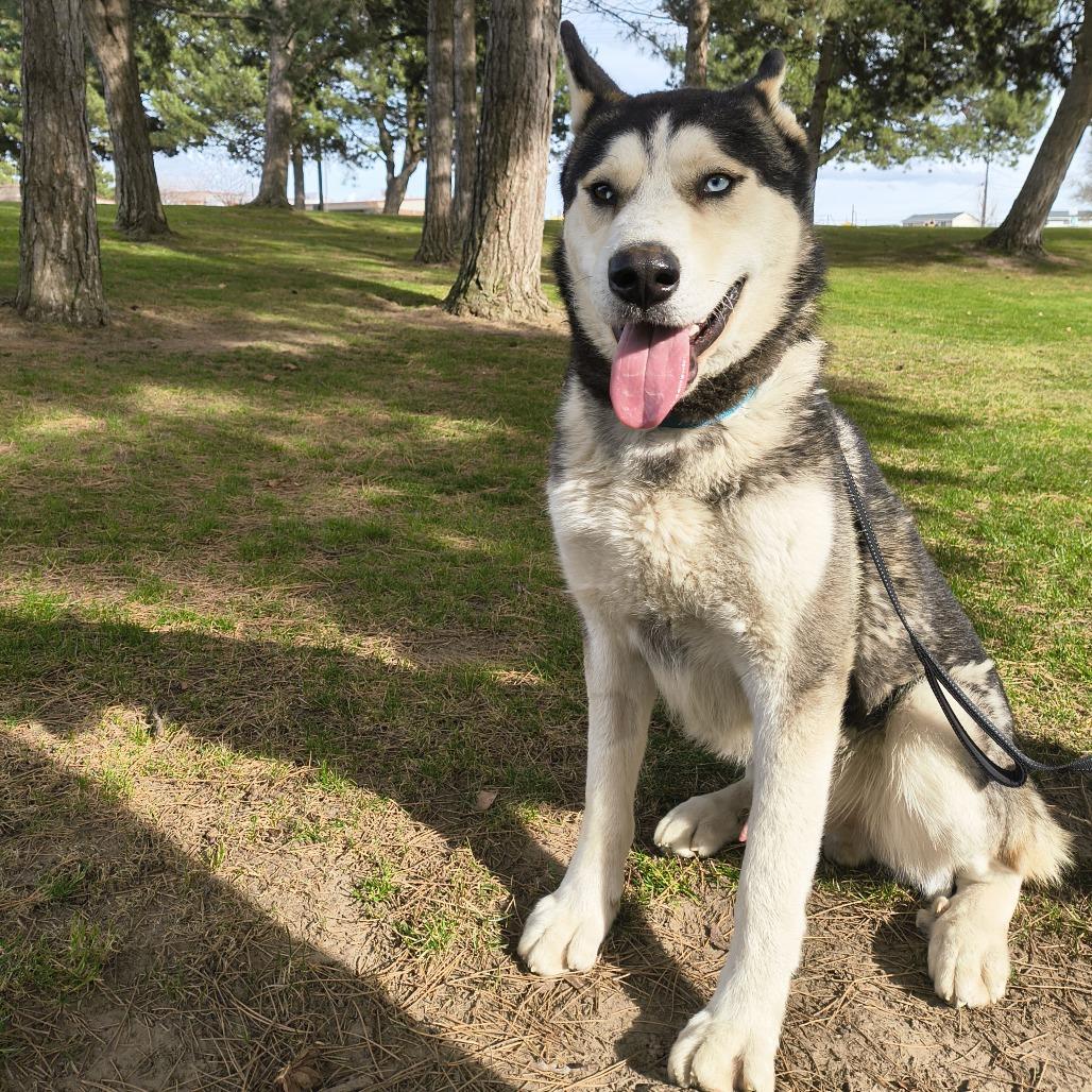 Fizzy, a Adoptable Alaskan Malamute in Othello, WA image 3/6