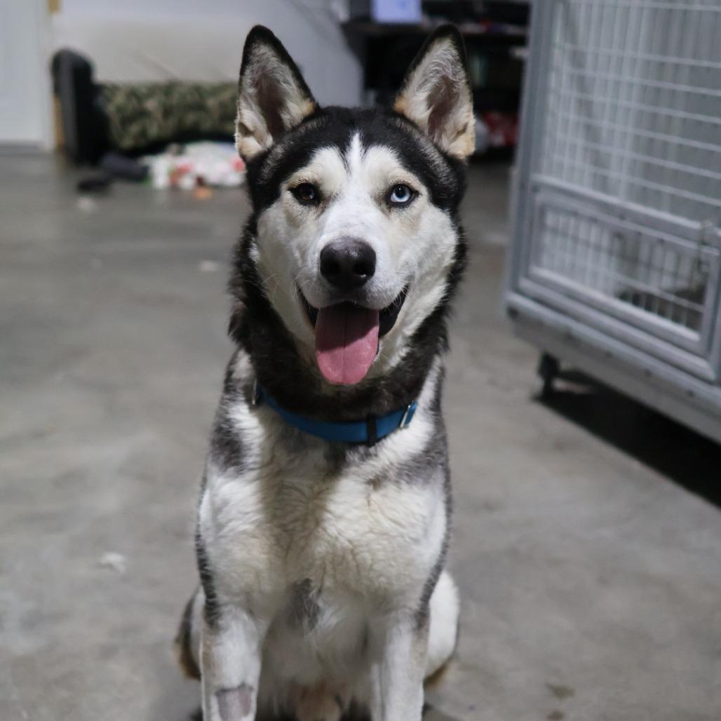 Fizzy, a Adoptable Alaskan Malamute in Othello, WA image 4/6