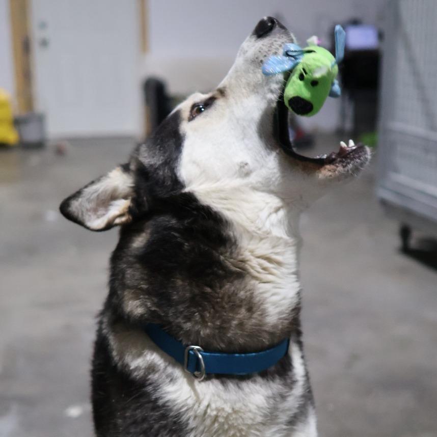 Fizzy, a Adoptable Alaskan Malamute in Othello, WA image 5/6