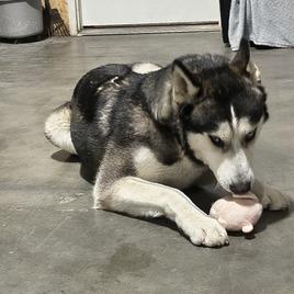 Fizzy, Adoptable, Adult Male Alaskan Malamute.