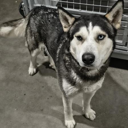 Enlarge Fizzy, a Adoptable Alaskan Malamute in Moses Lake, WA image 2/4