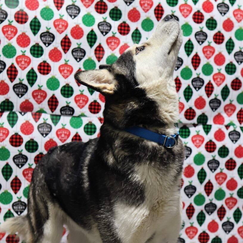 Enlarge Fizzy, a Adoptable Alaskan Malamute in Moses Lake, WA image 3/4