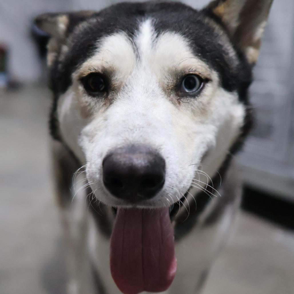 Fizzy, a Adoptable Alaskan Malamute in Othello, WA image 6/6