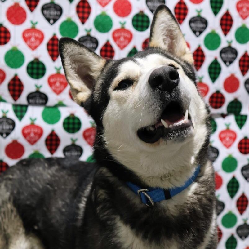 Enlarge Fizzy, a Adoptable Alaskan Malamute in Moses Lake, WA image 4/4
