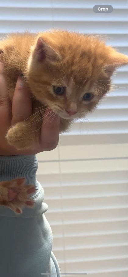 Phoenix, Adoptable, Kitten Male Domestic Short Hair & Domestic Short Hair.