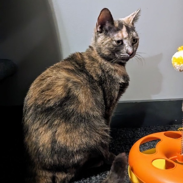 PRECIOUS & DUCHESS (Mother/Daughter Bonded Pair) 2