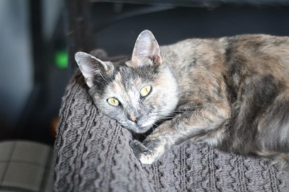 PRECIOUS & DUCHESS (Mother/Daughter Bonded Pair) 5