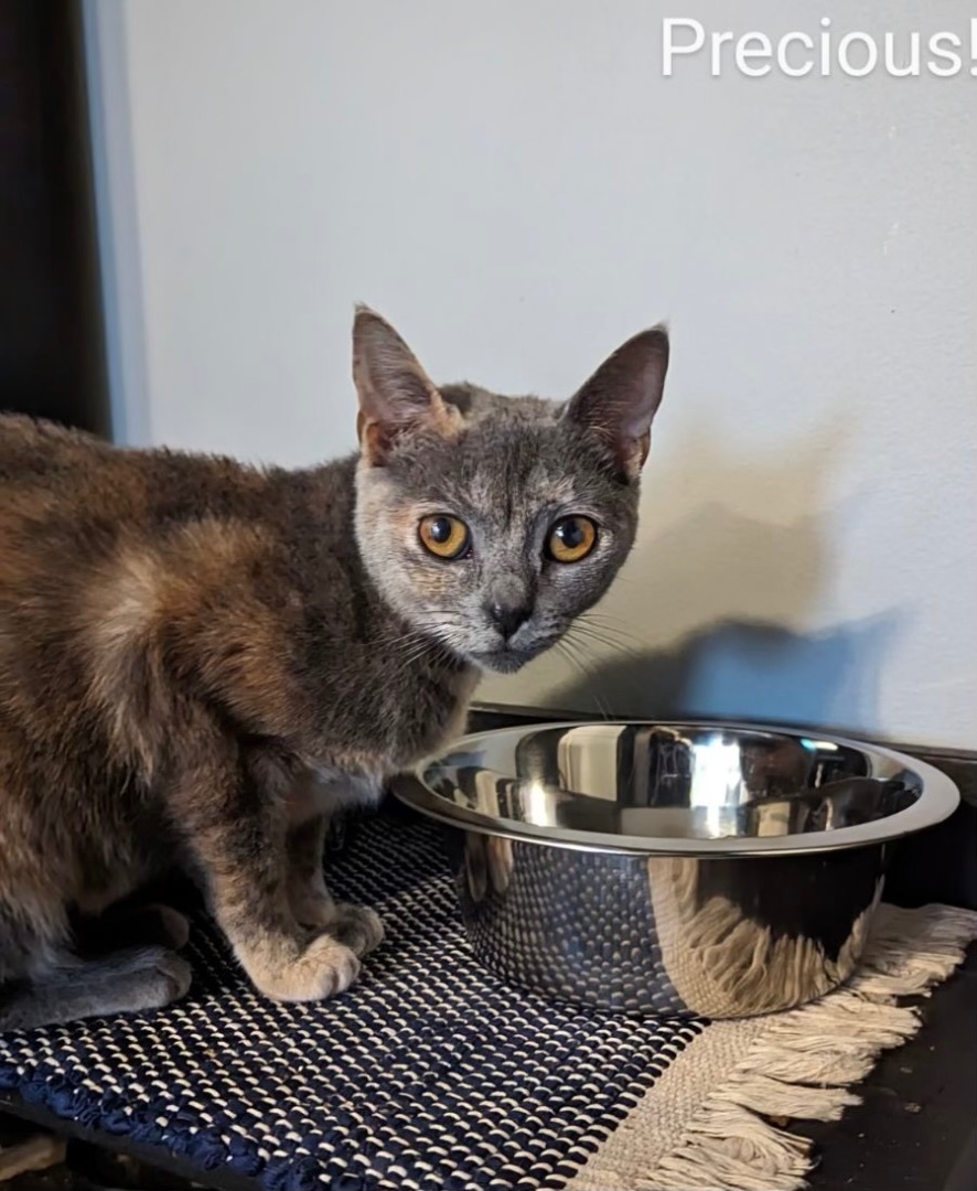 PRECIOUS & DUCHESS (Mother/Daughter Bonded Pair) 3