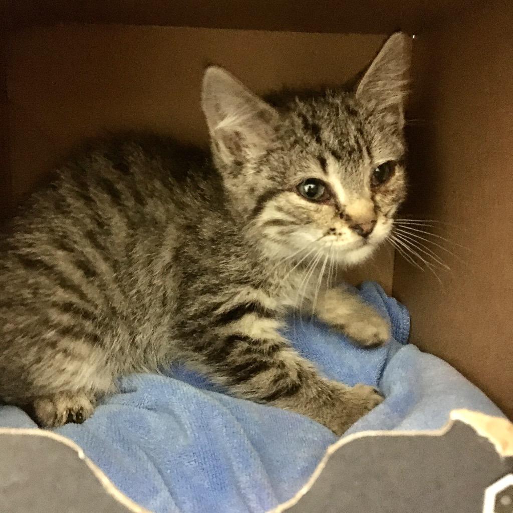 Betty, Adoptable, Kitten Female Domestic Short Hair.