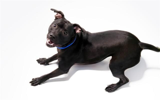 KIMIKO, Adoptable, Young Male American Staffordshire Terrier.
