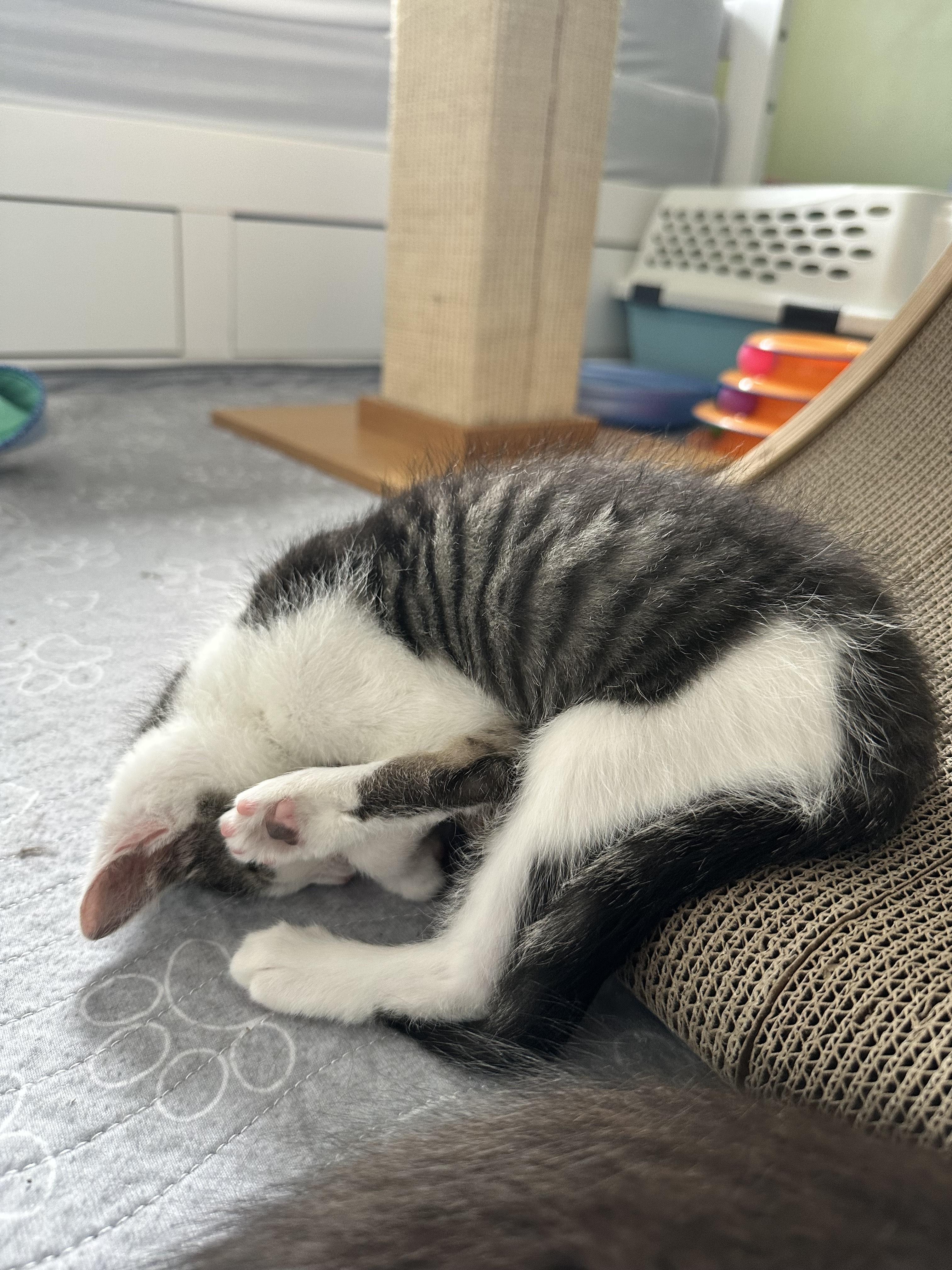 Wally-full of personality! 3