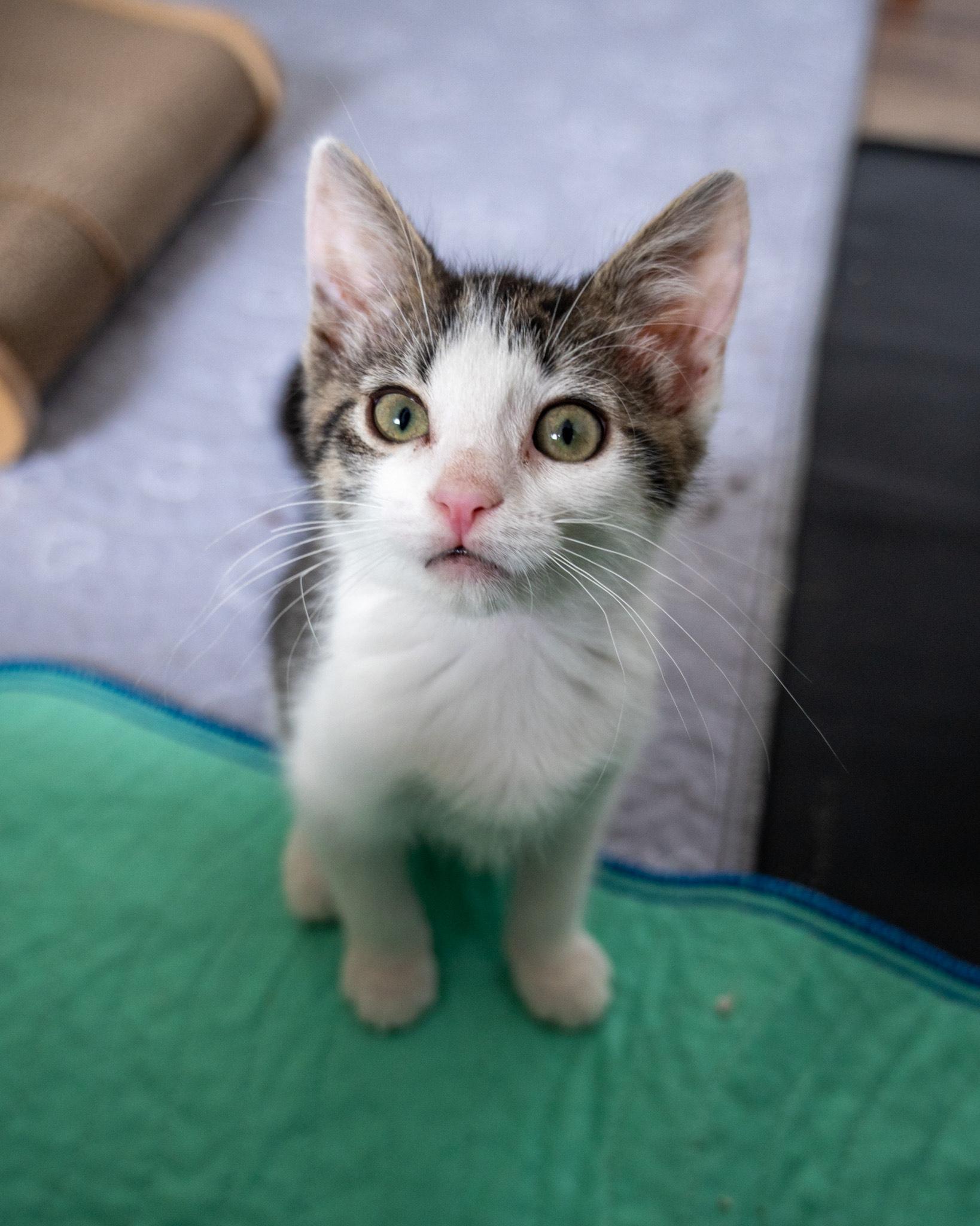 Wally-full of personality! 2