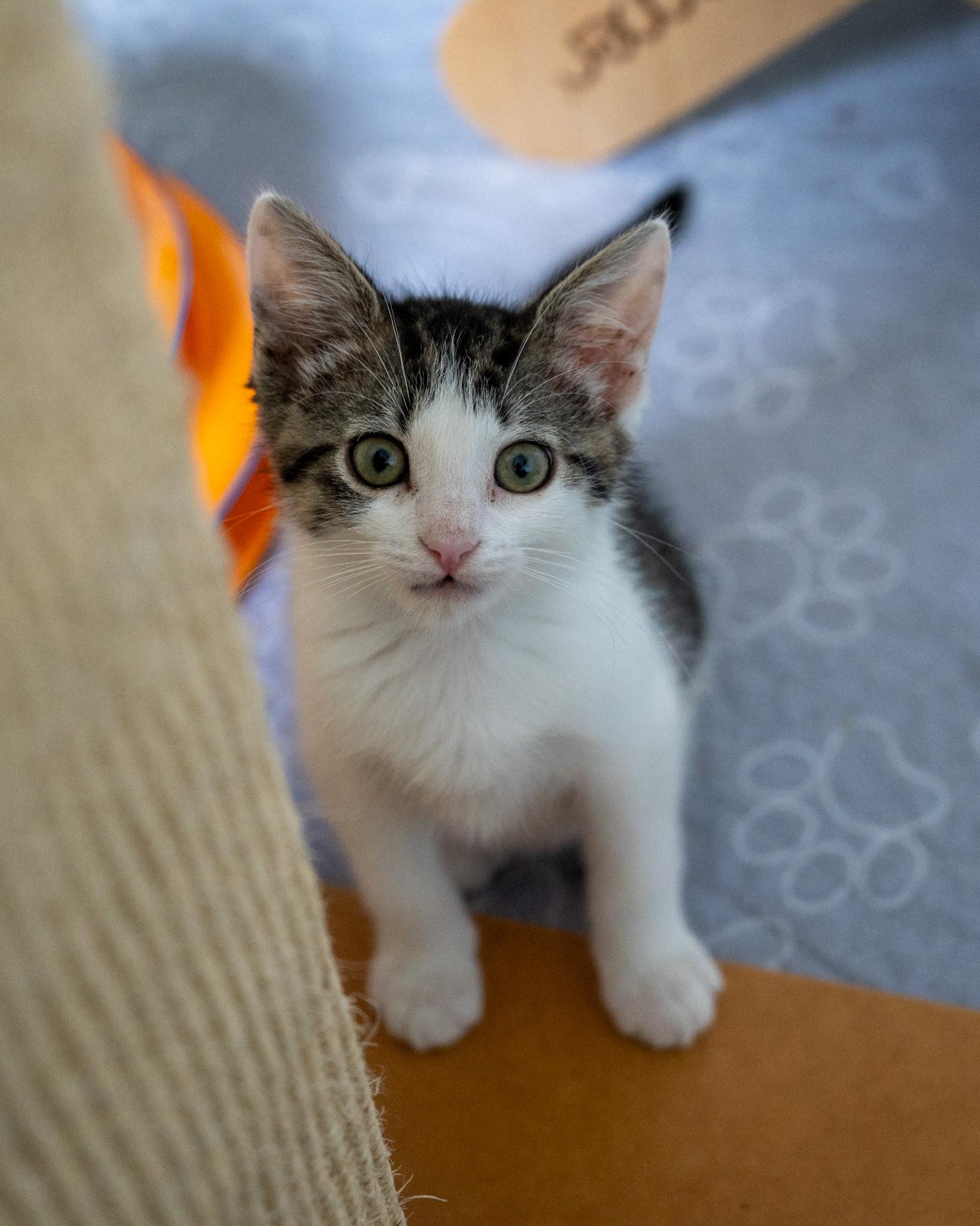 Wally-full of personality! 4