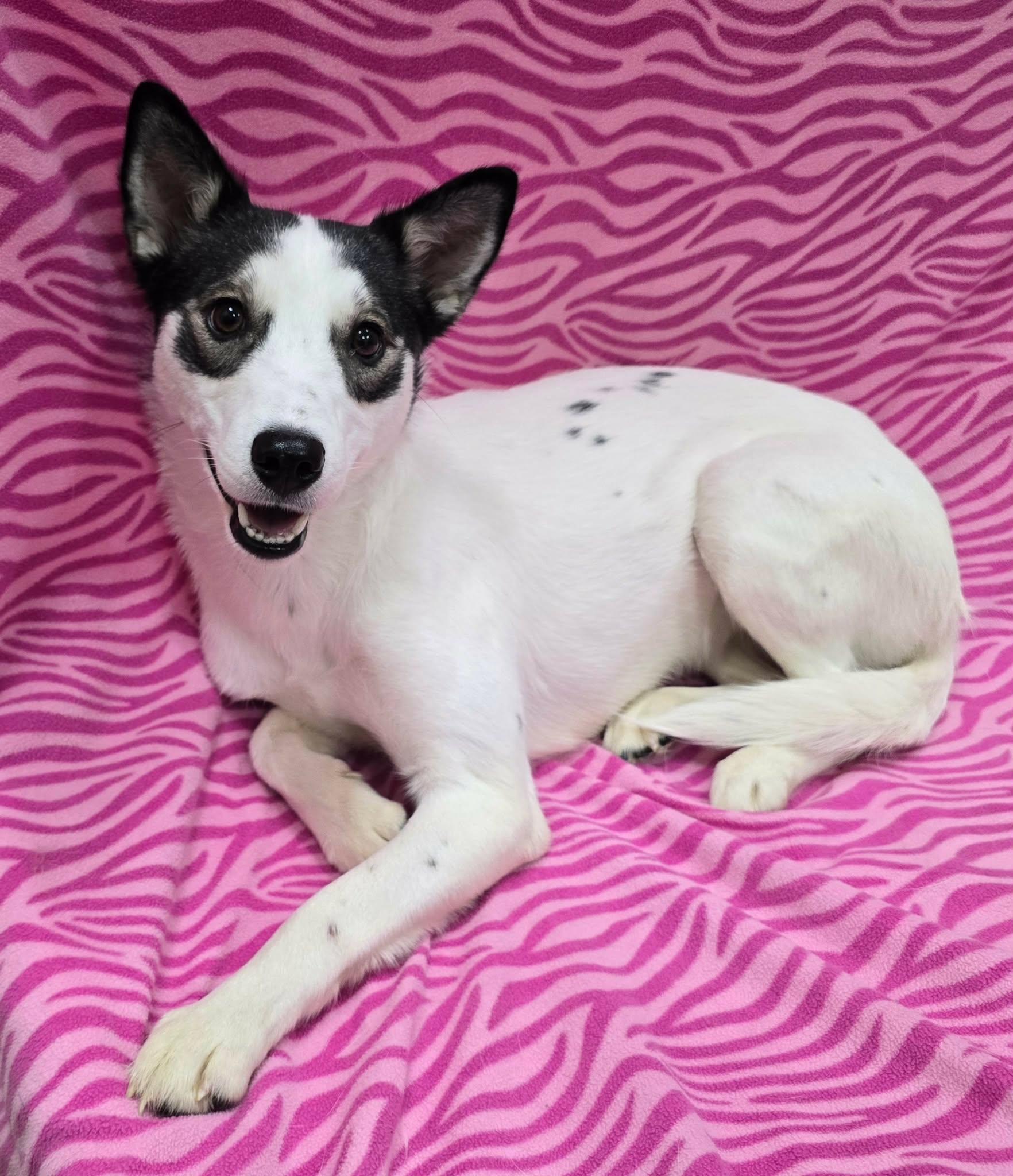 Grace, an adopted mixed breed in Frankfort, IN image 4/4