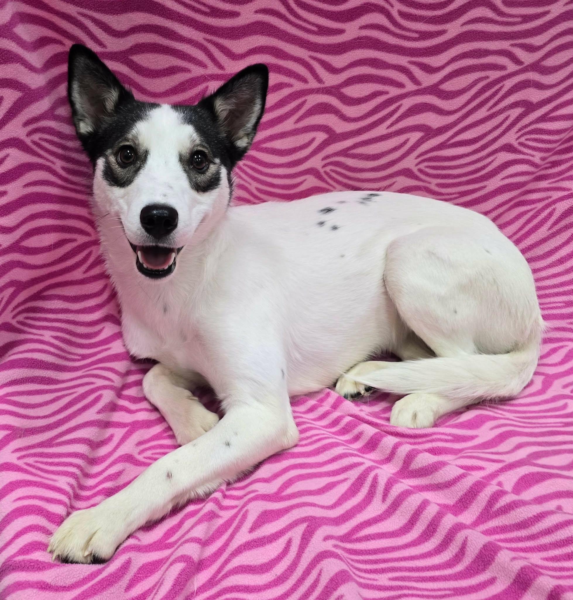 Grace, an adopted mixed breed in Frankfort, IN image 3/4