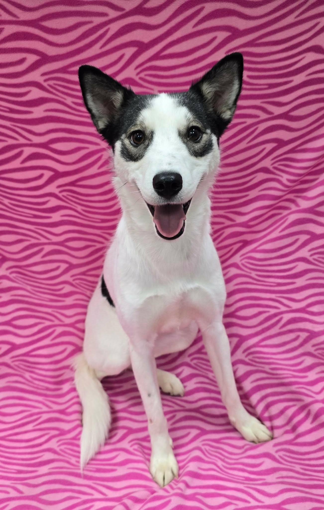 Grace, an adopted mixed breed in Frankfort, IN image 2/4