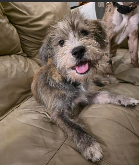 Banjo, Adoptable, Puppy Male Shih Tzu & Chihuahua.